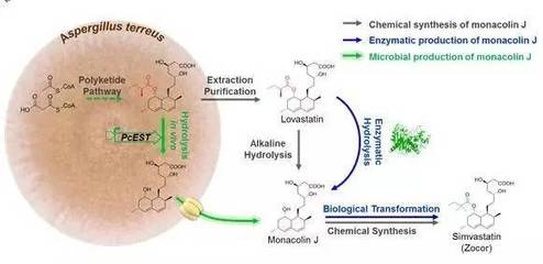 降血脂药物辛伐他汀前体物Monacolin J生物合成研究获进展